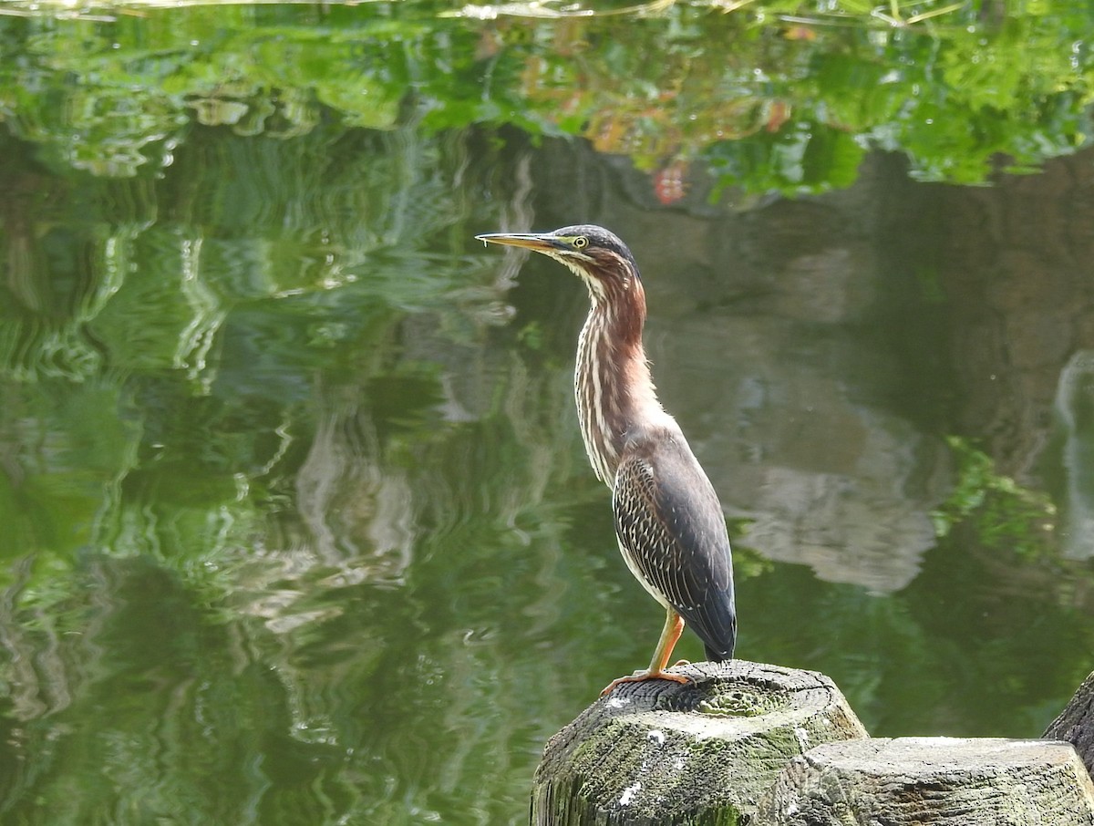 Green Heron - Andre Cutolo