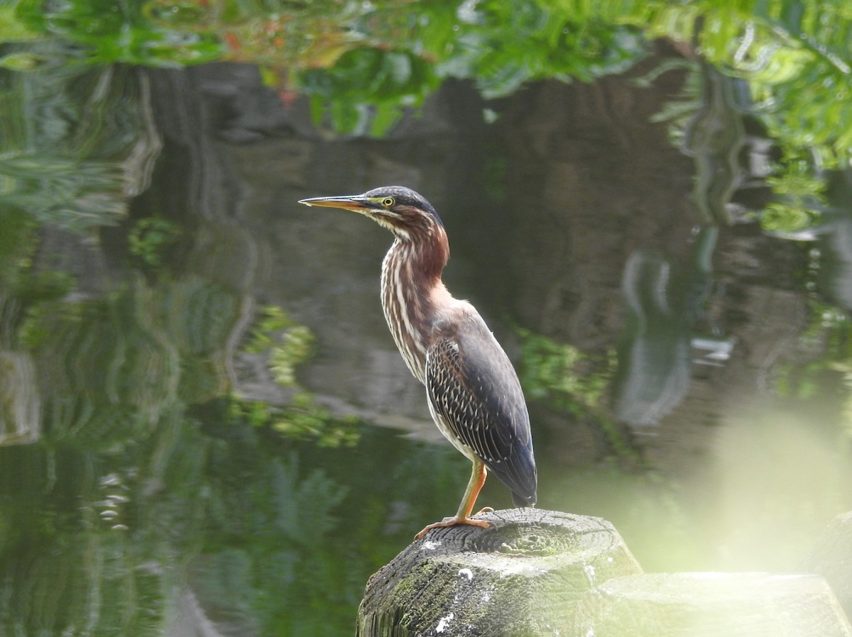 Green Heron - ML624041259