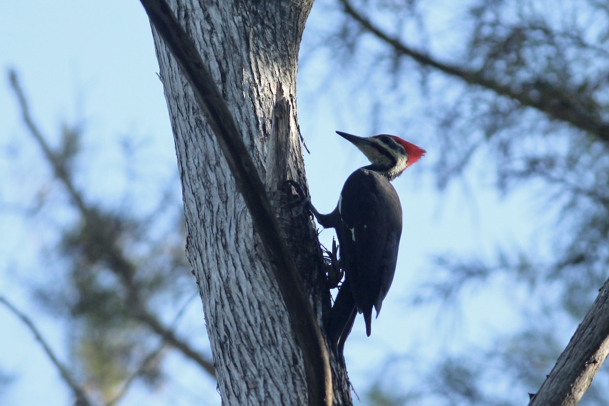 Pileated Woodpecker - ML624041291