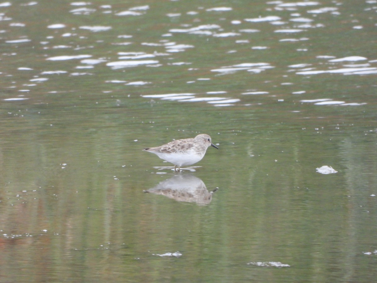 Least Sandpiper - ML624041292