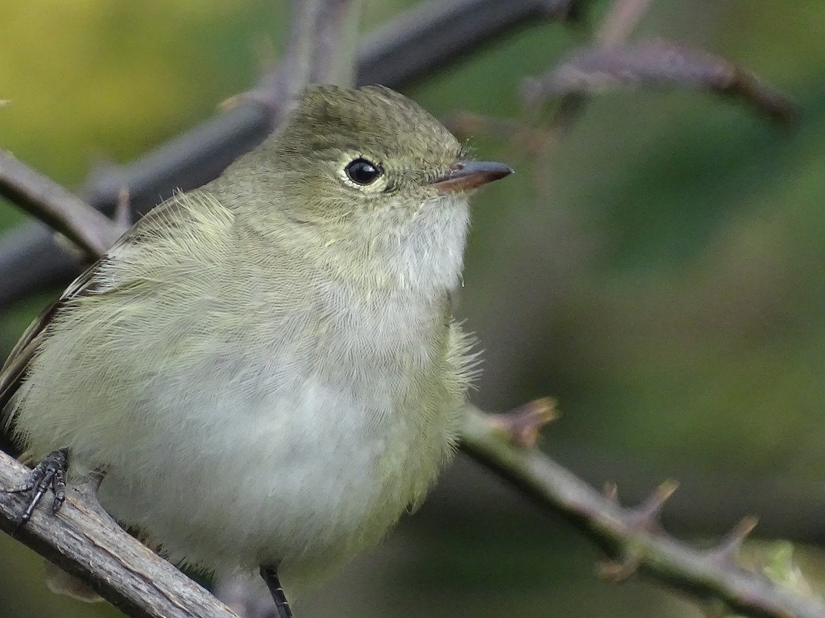 White-crested Elaenia - ML624041304