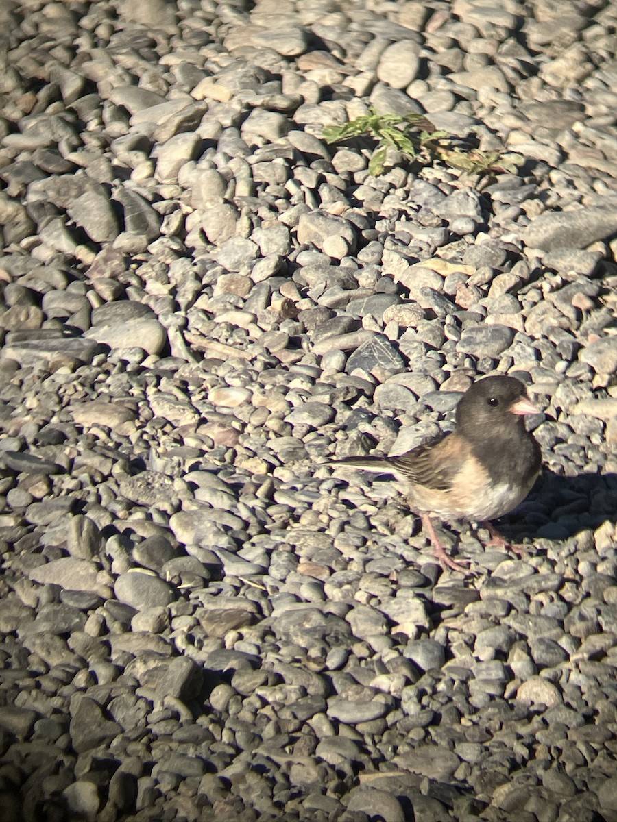 Dark-eyed Junco - Luciana L.