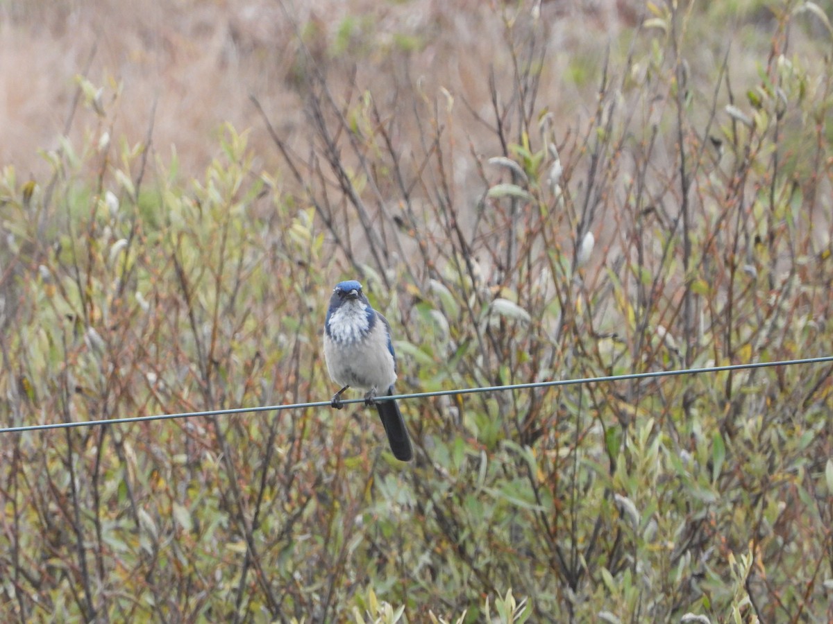 California Scrub-Jay - ML624041328