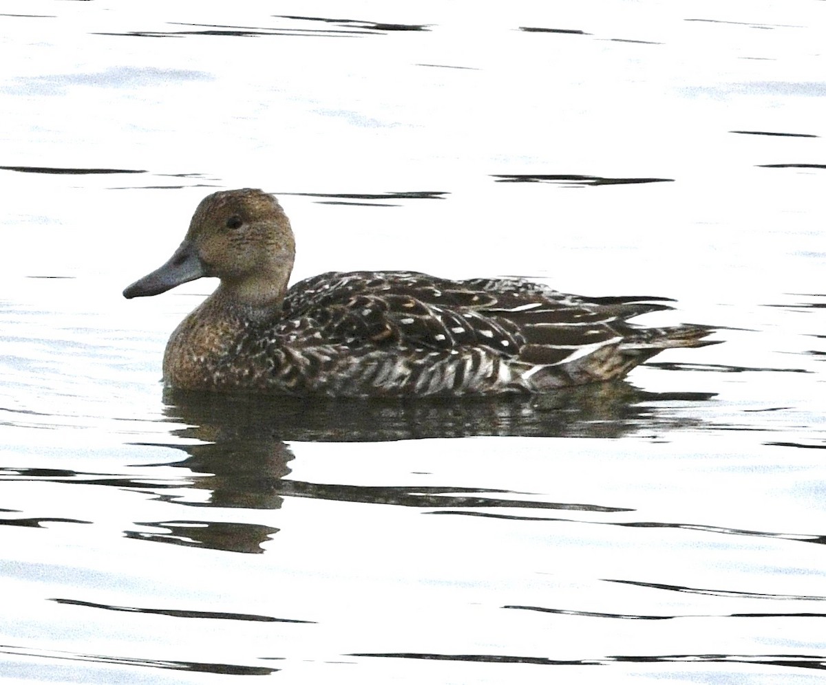 Northern Pintail - ML624041332