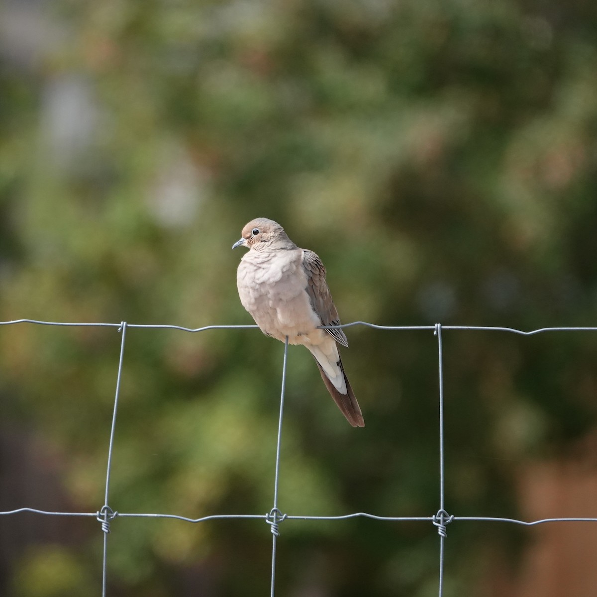 Mourning Dove - ML624041352