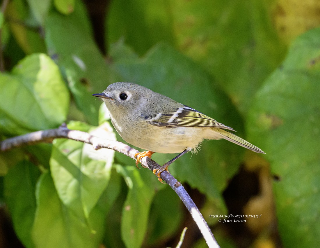 Ruby-crowned Kinglet - ML624041362