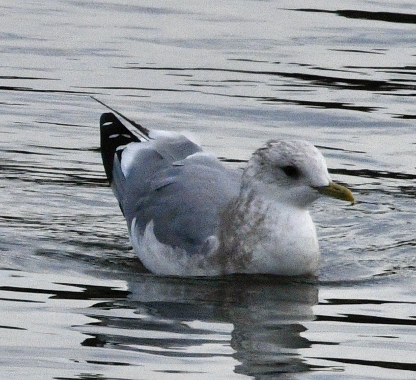 Gaviota de Alaska - ML624041375