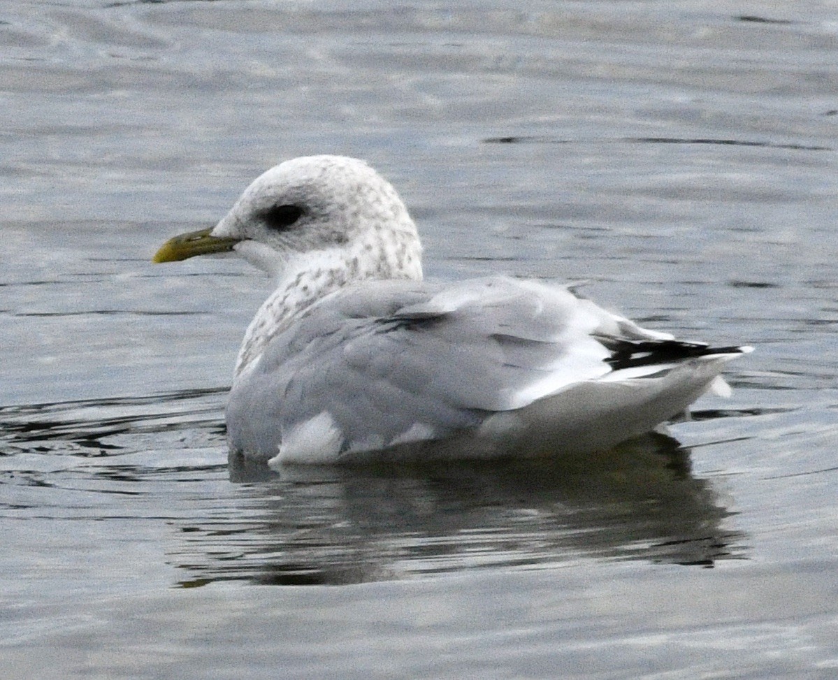 Gaviota de Alaska - ML624041376