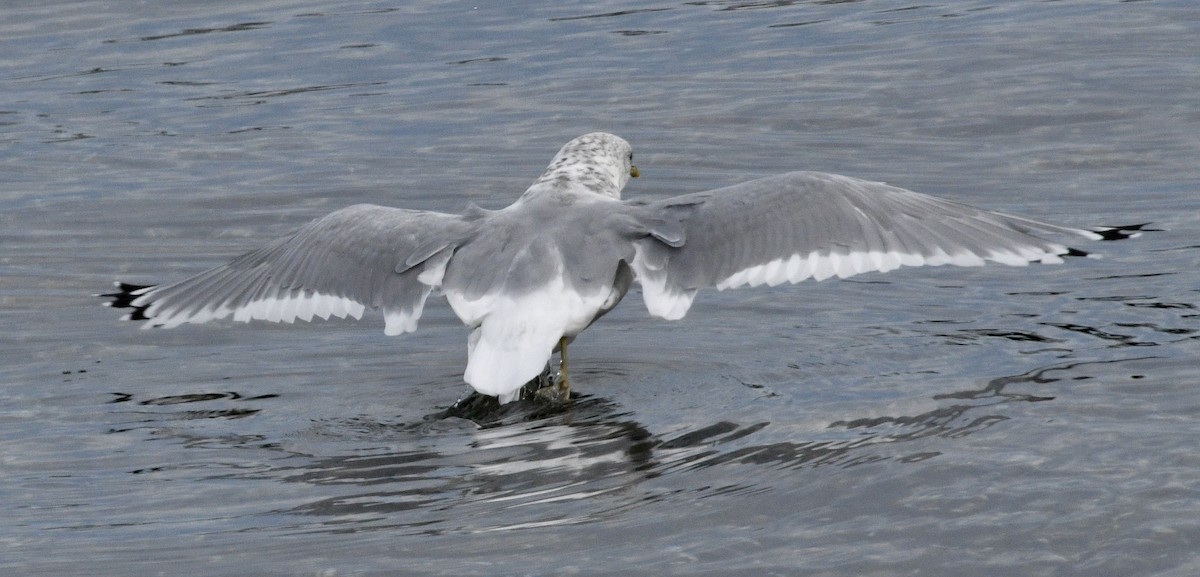 Short-billed Gull - John/Linda Mendoza