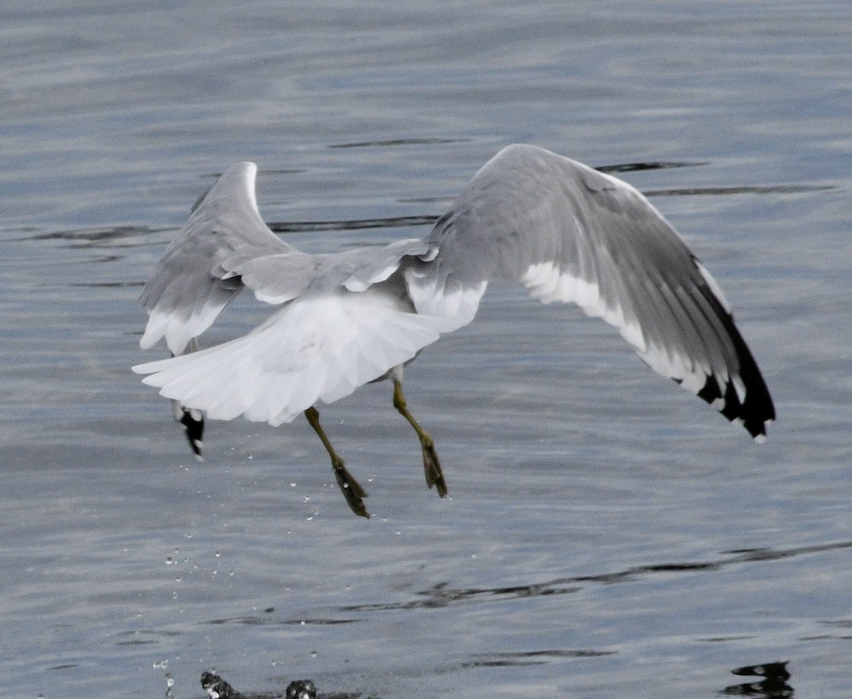 Gaviota de Alaska - ML624041378