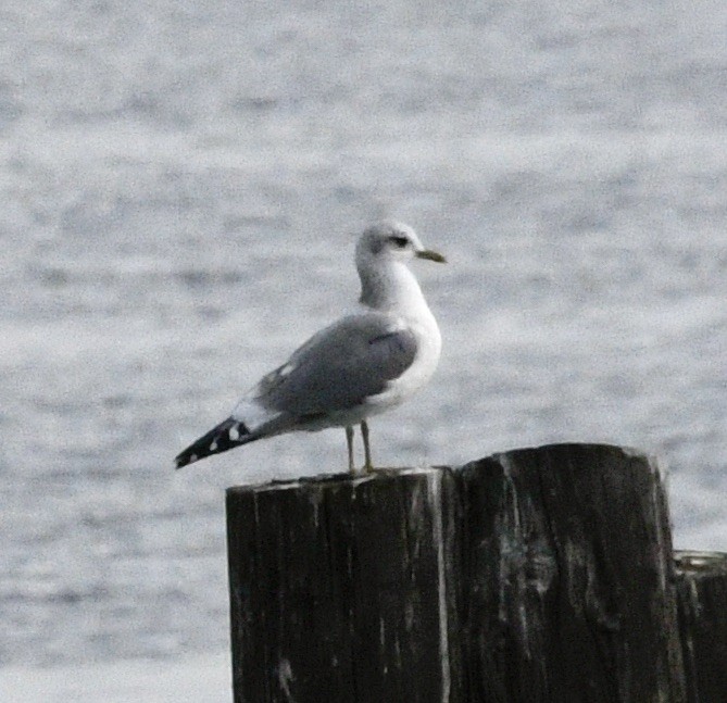 Gaviota de Alaska - ML624041379