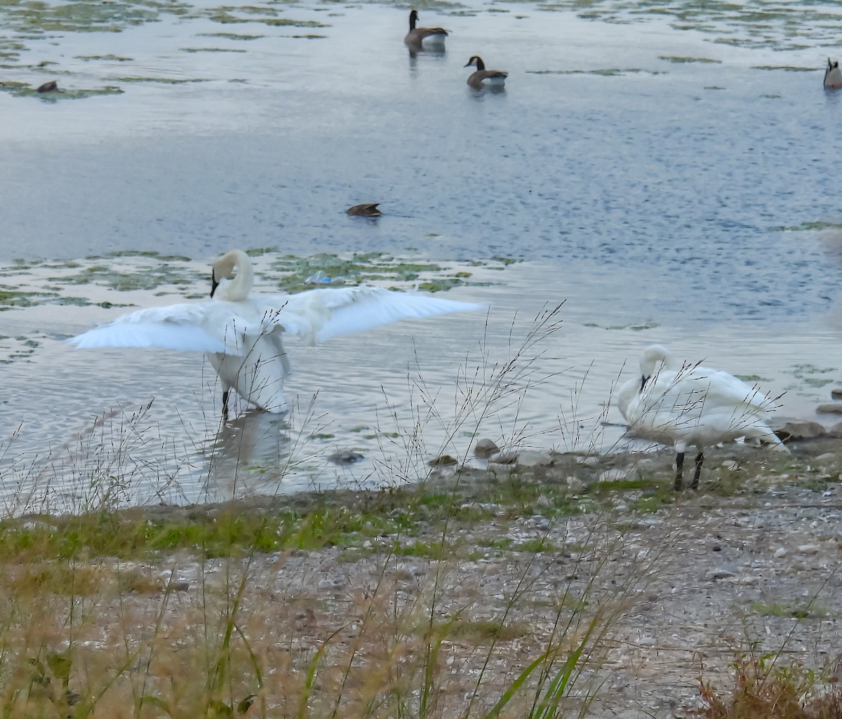 Trumpeter Swan - ML624041392