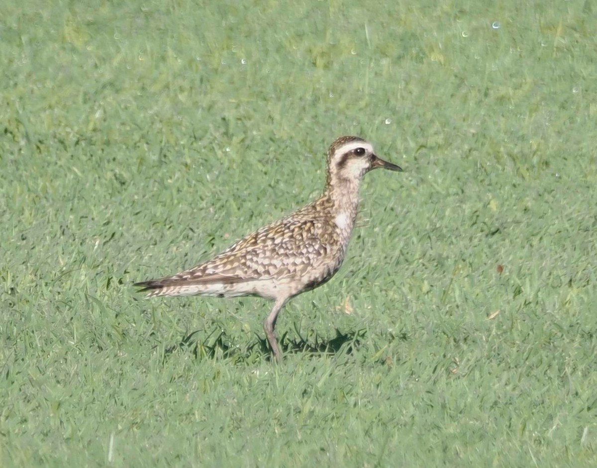 Chorlito Dorado Siberiano - ML624041432