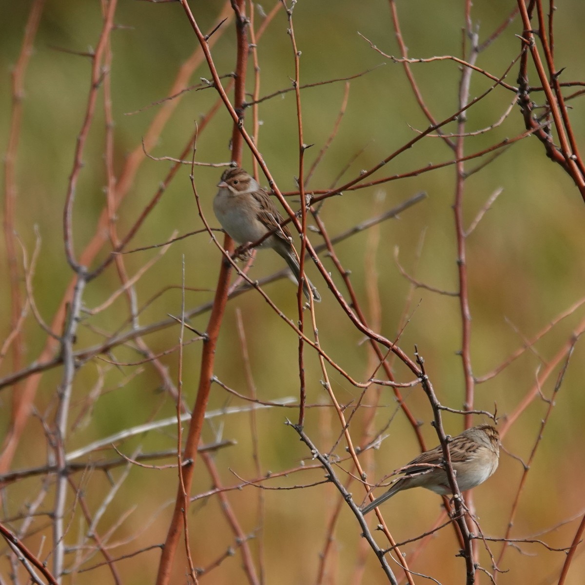 Clay-colored Sparrow - ML624041442