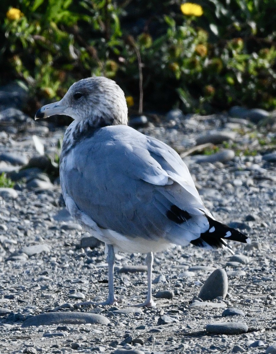 California Gull - ML624041446