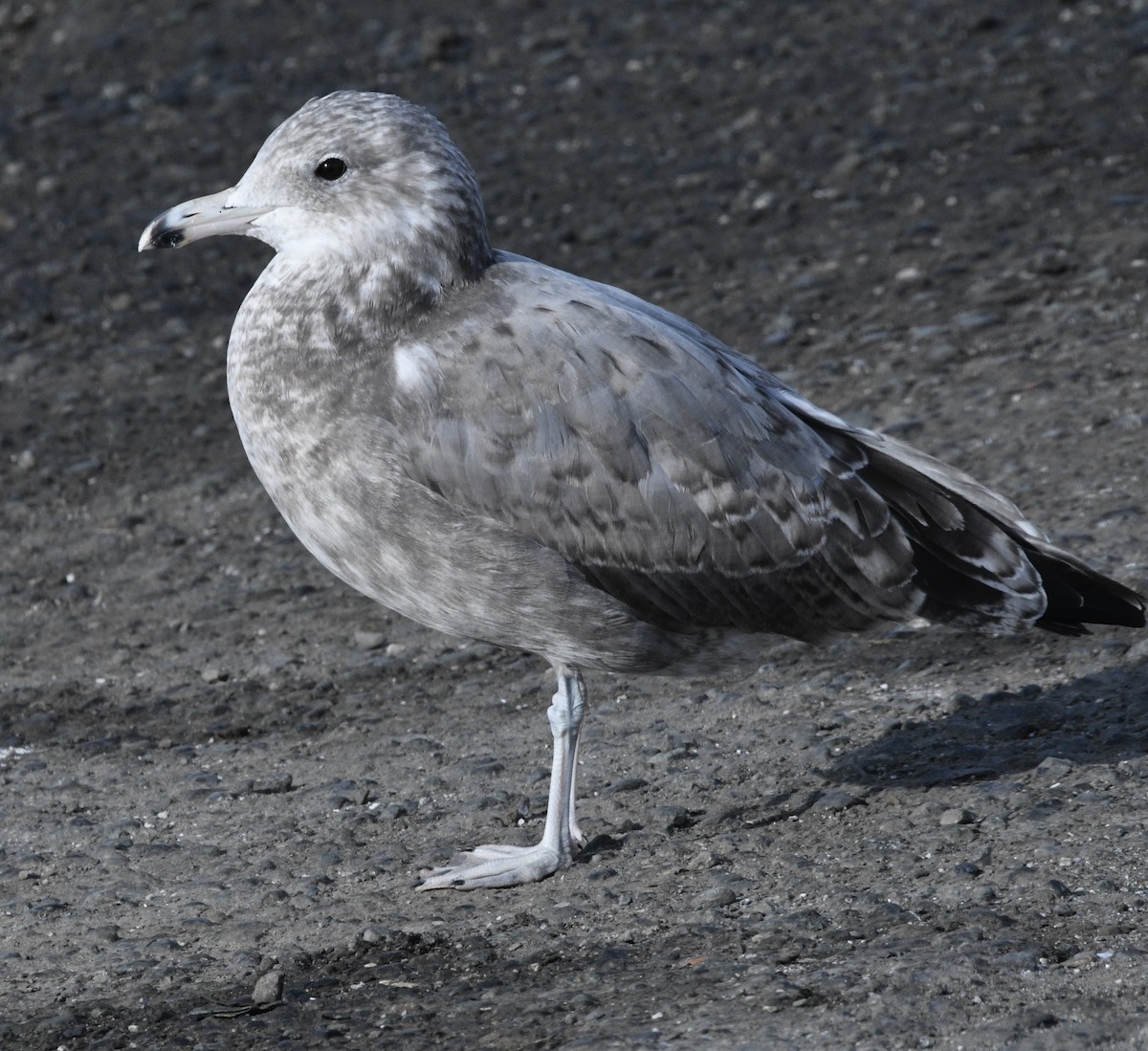 Gaviota Californiana - ML624041448