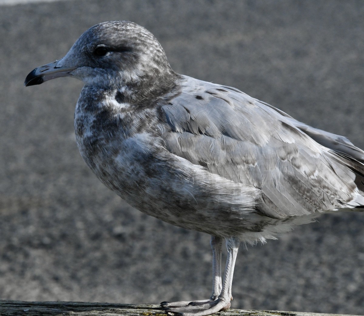 Gaviota Californiana - ML624041449