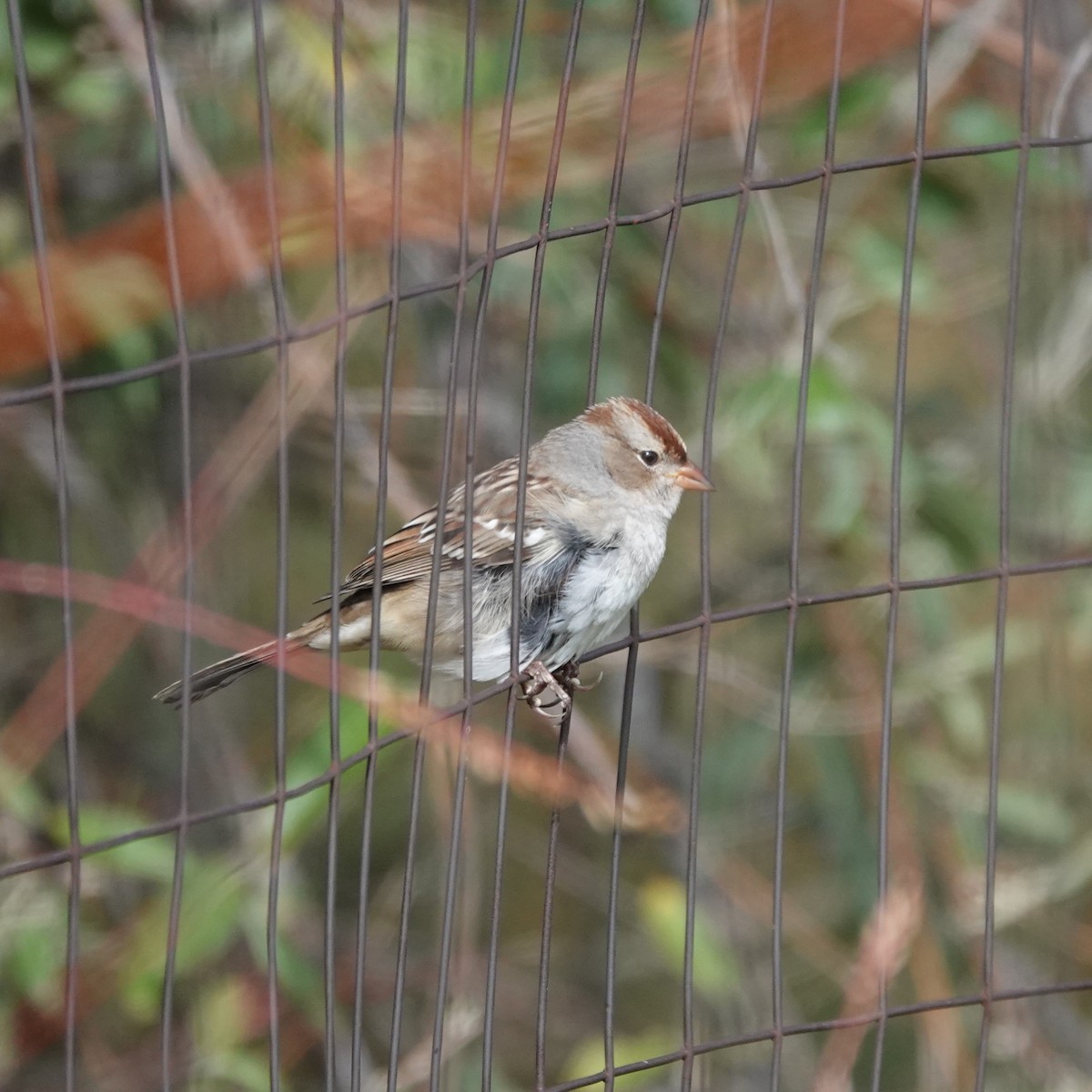 White-crowned Sparrow - ML624041451