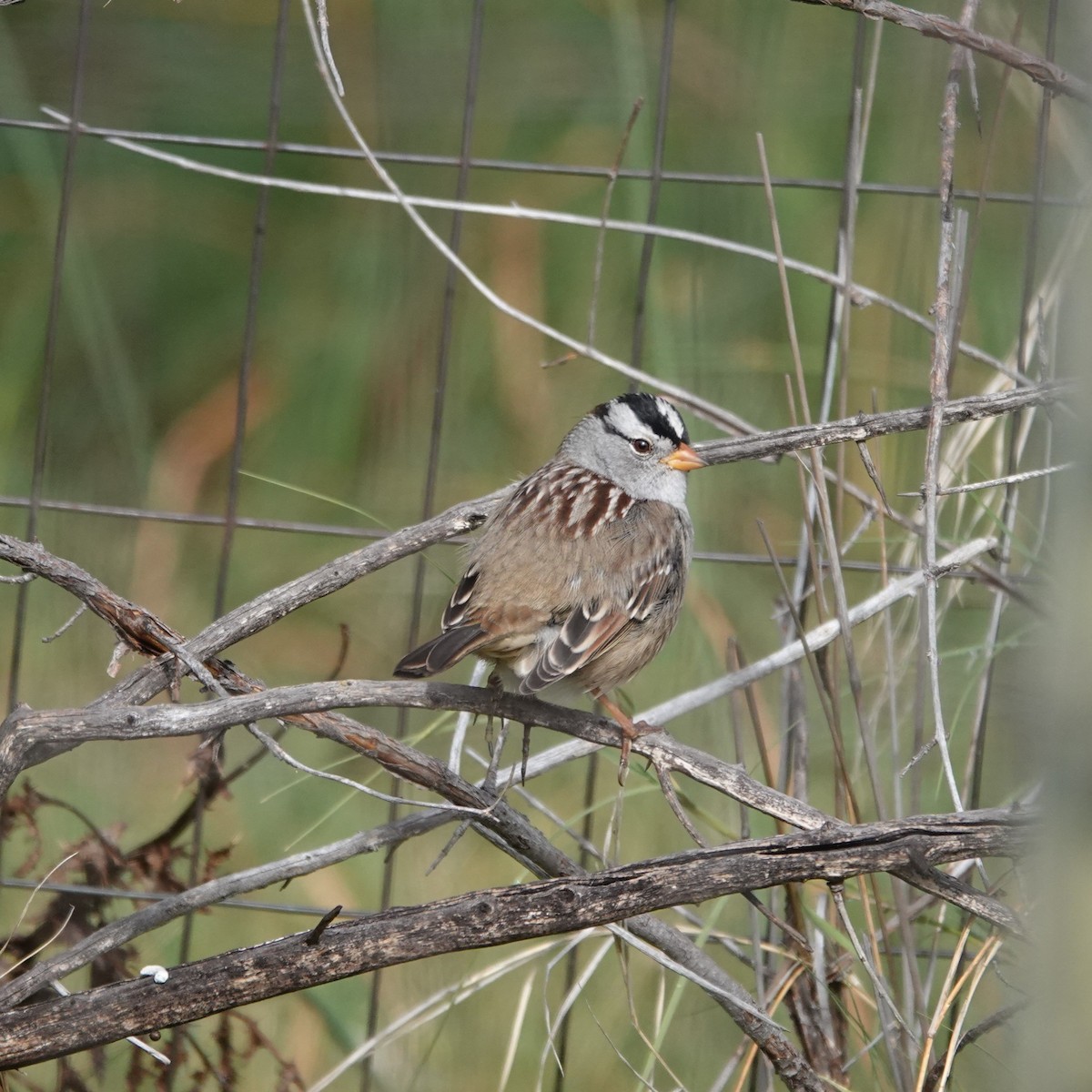 White-crowned Sparrow - George Ho