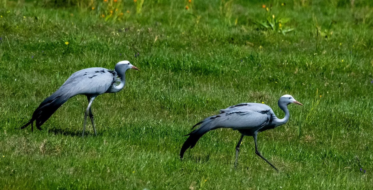 Blue Crane - ML624041460