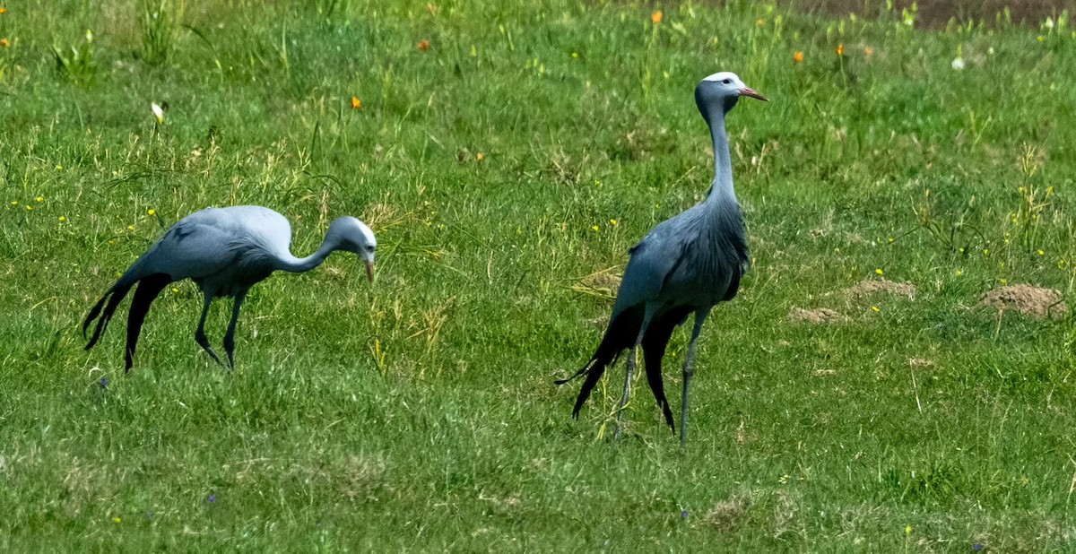 Blue Crane - ML624041461