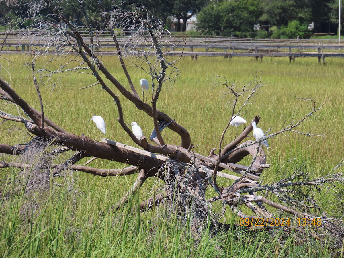 Snowy Egret - ML624041474