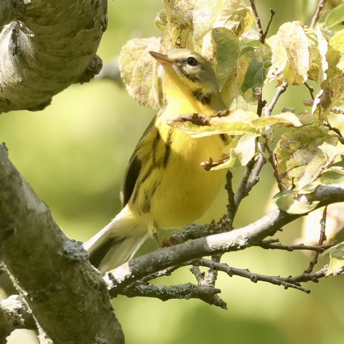 Prairie Warbler - ML624041495