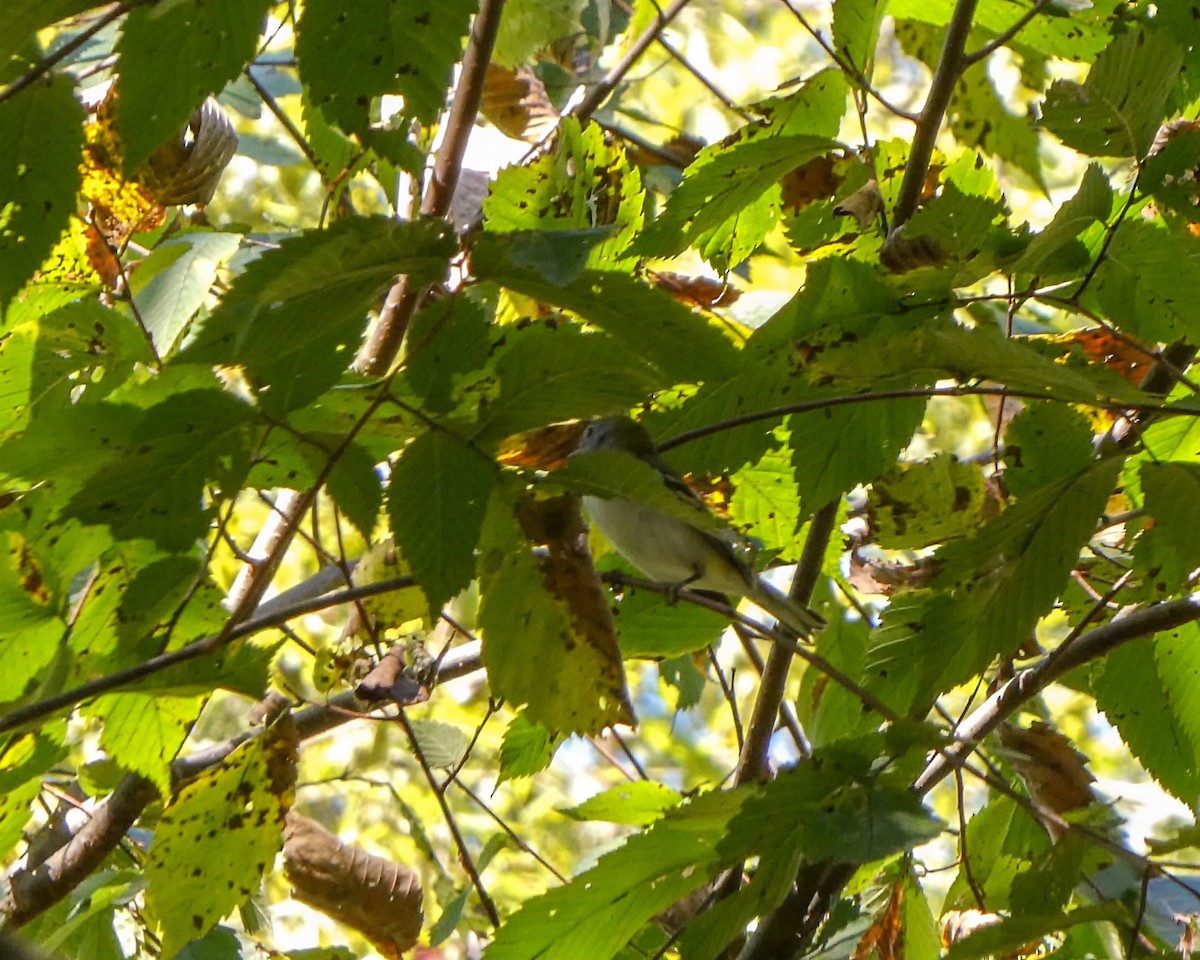 Chestnut-sided Warbler - Kathy L. Mock