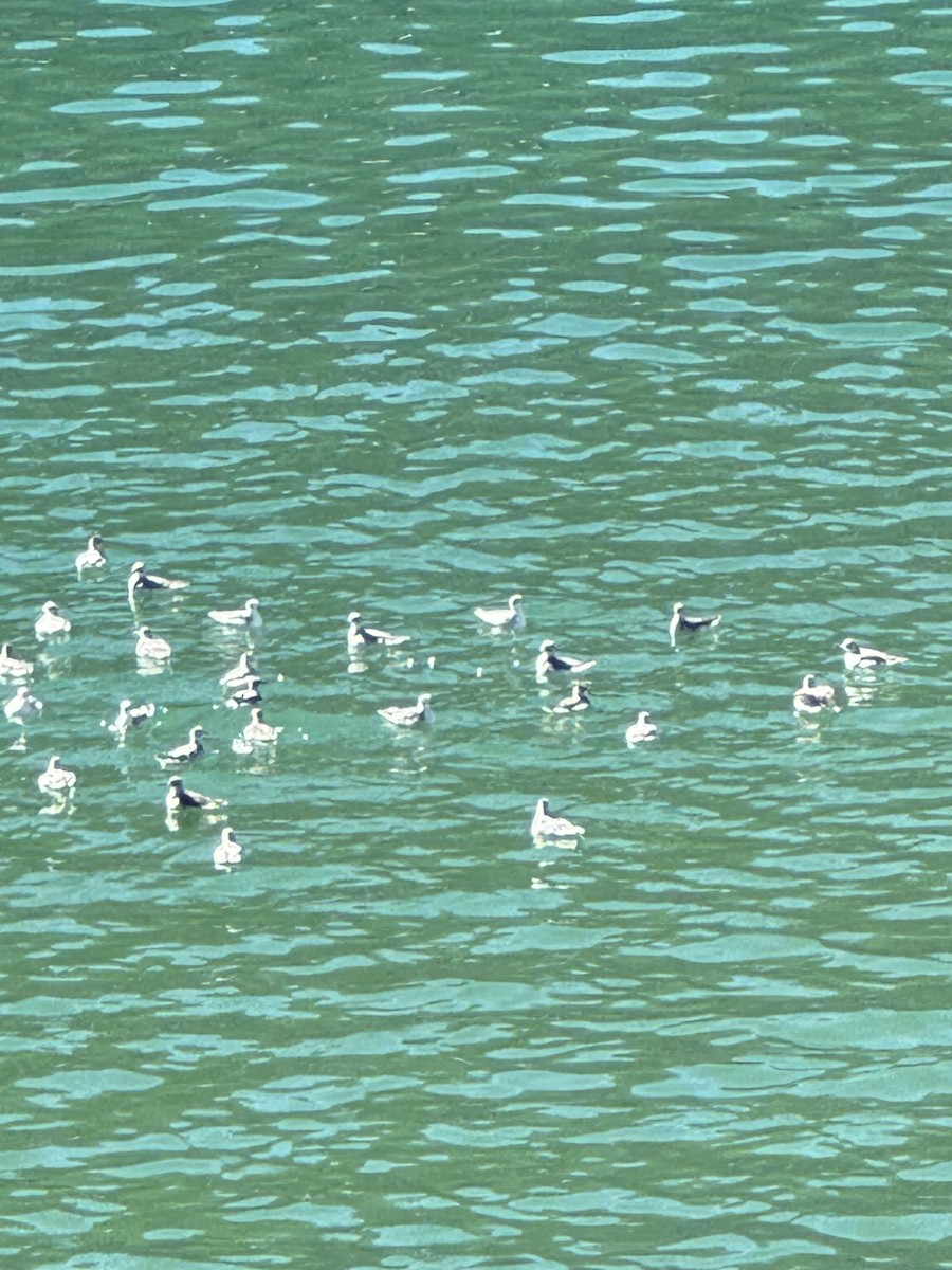 Red-necked Phalarope - ML624041511