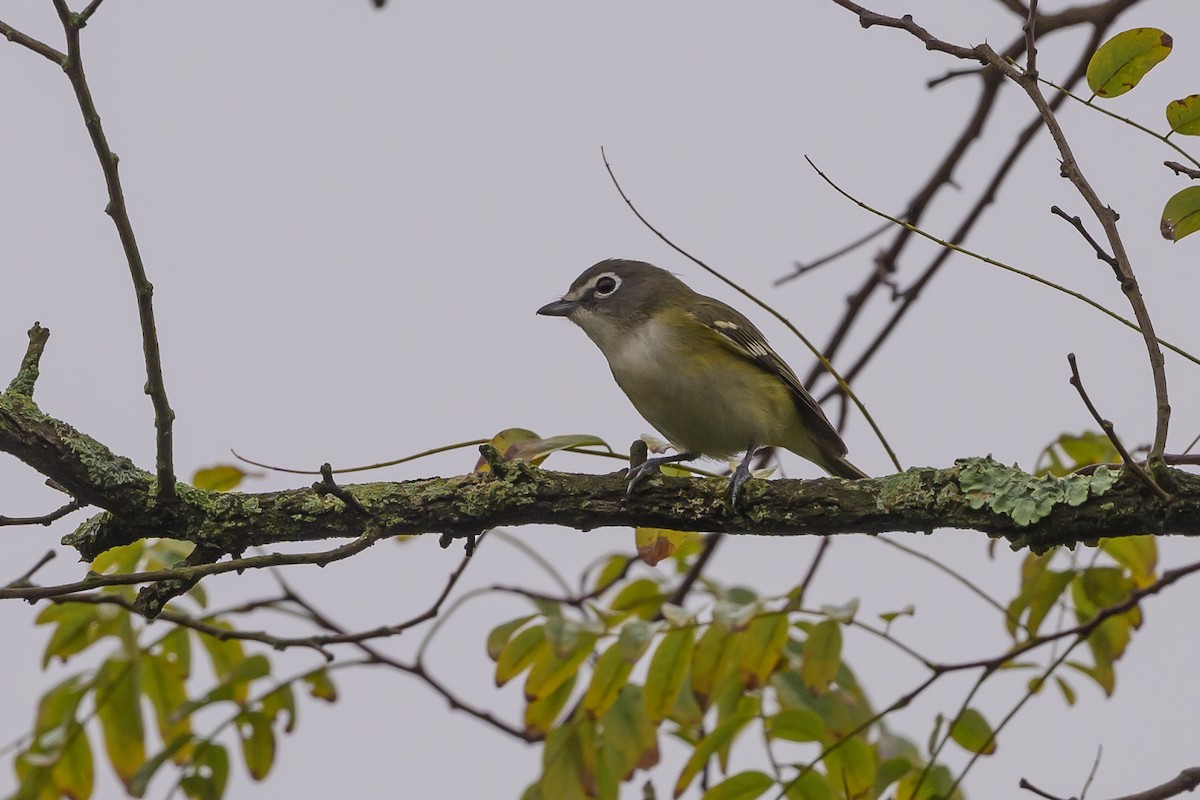 Blue-headed Vireo - ML624041517