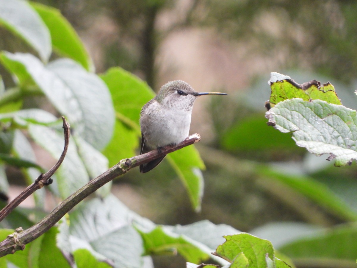 Anna's Hummingbird - ML624041518