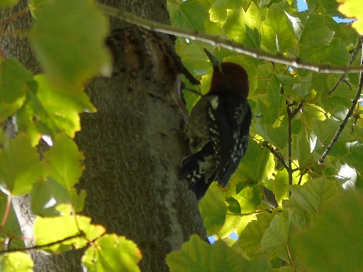 sapsucker sp. - ML624041522