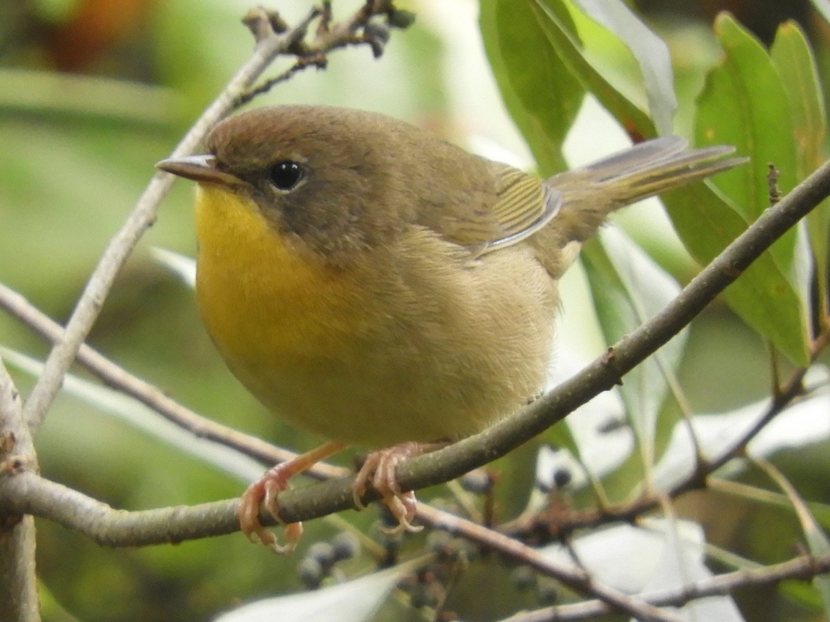 Common Yellowthroat - ML624041530