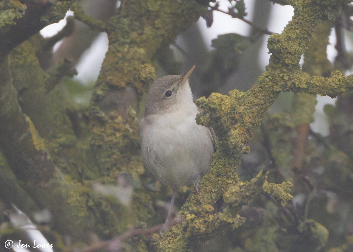 Eastern Olivaceous Warbler - ML624041541