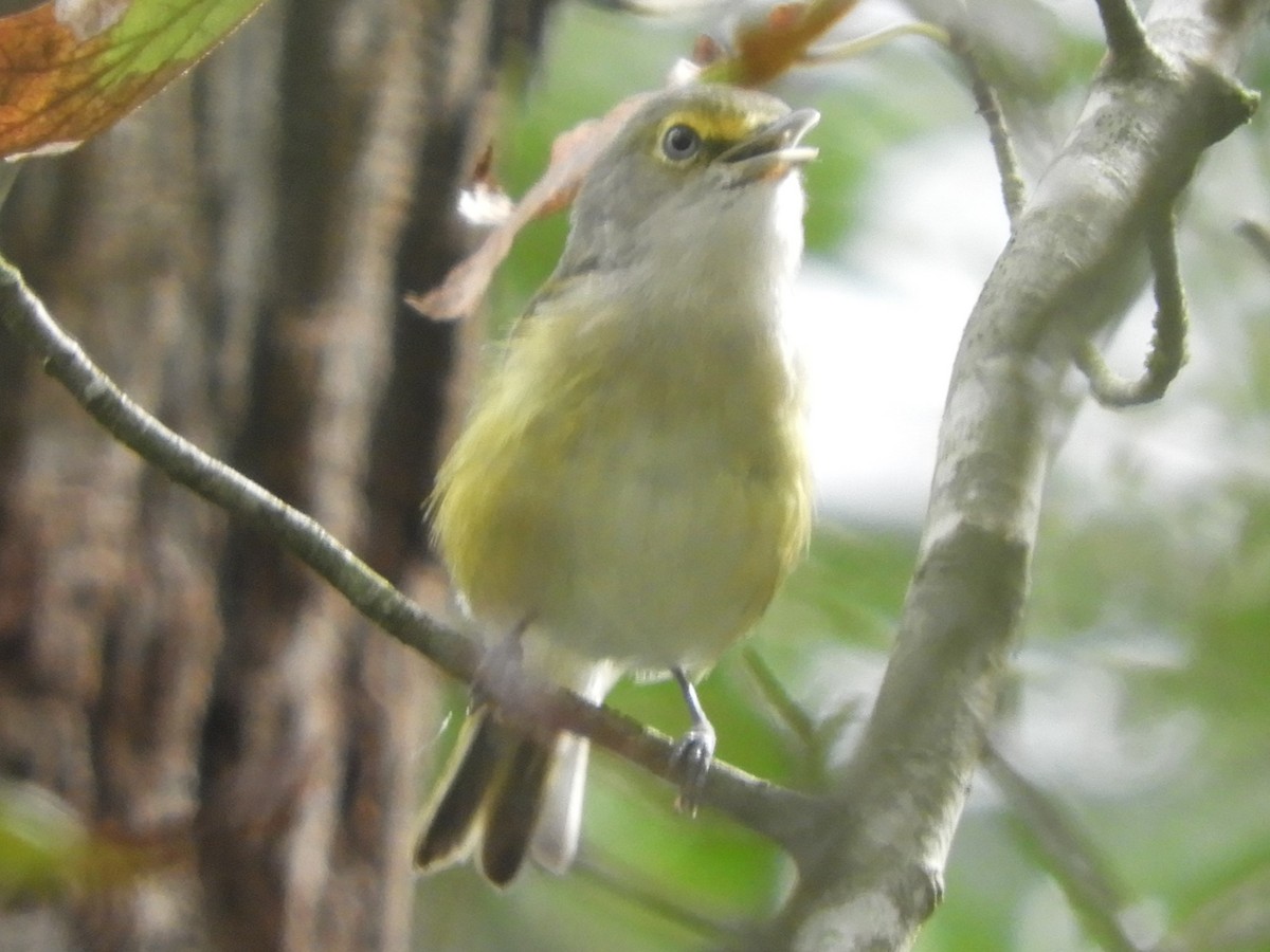 White-eyed Vireo - ML624041545