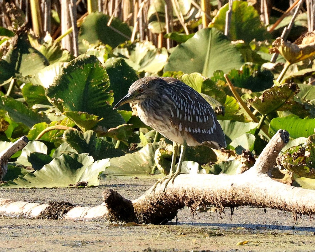 Black-crowned Night Heron - ML624041548