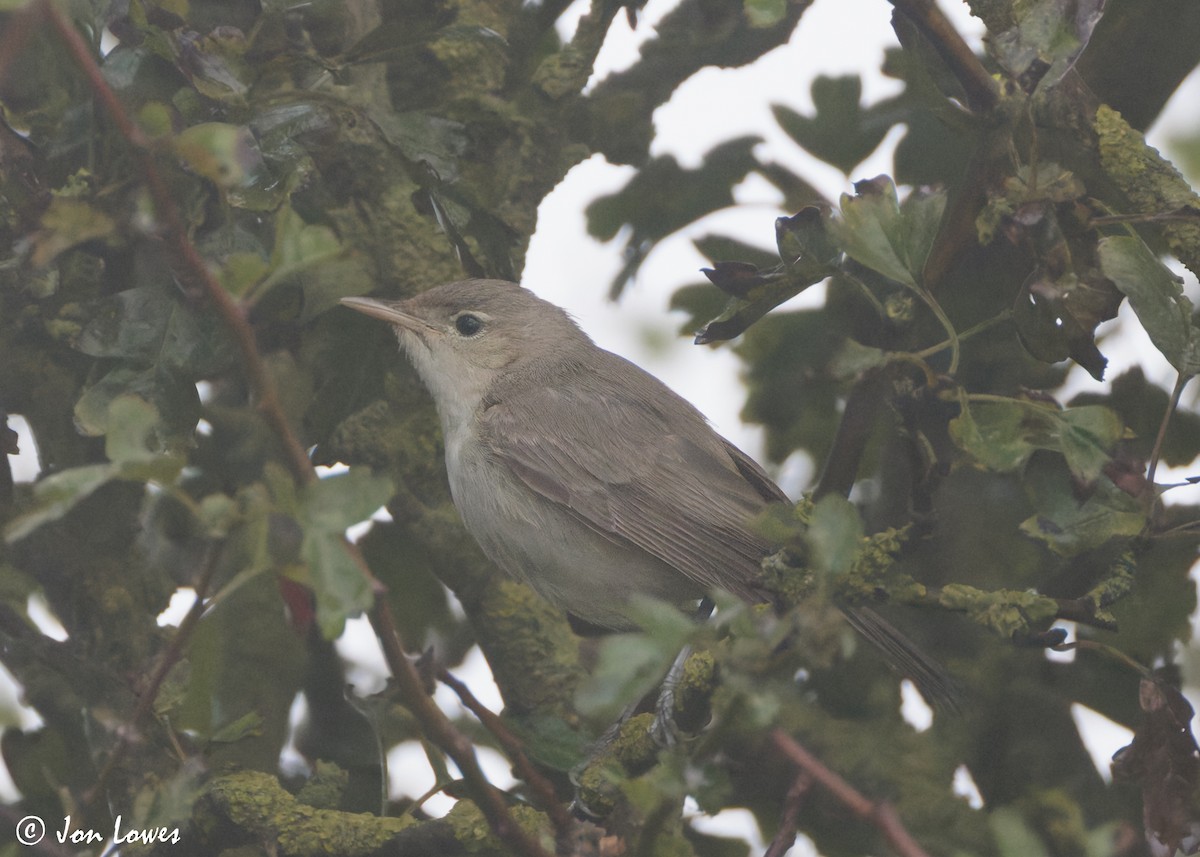 Eastern Olivaceous Warbler - ML624041549