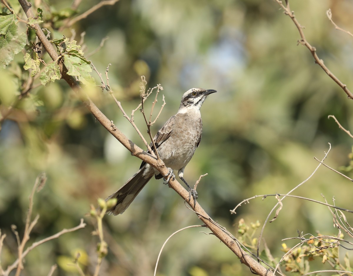 Long-tailed Mockingbird - ML624041559