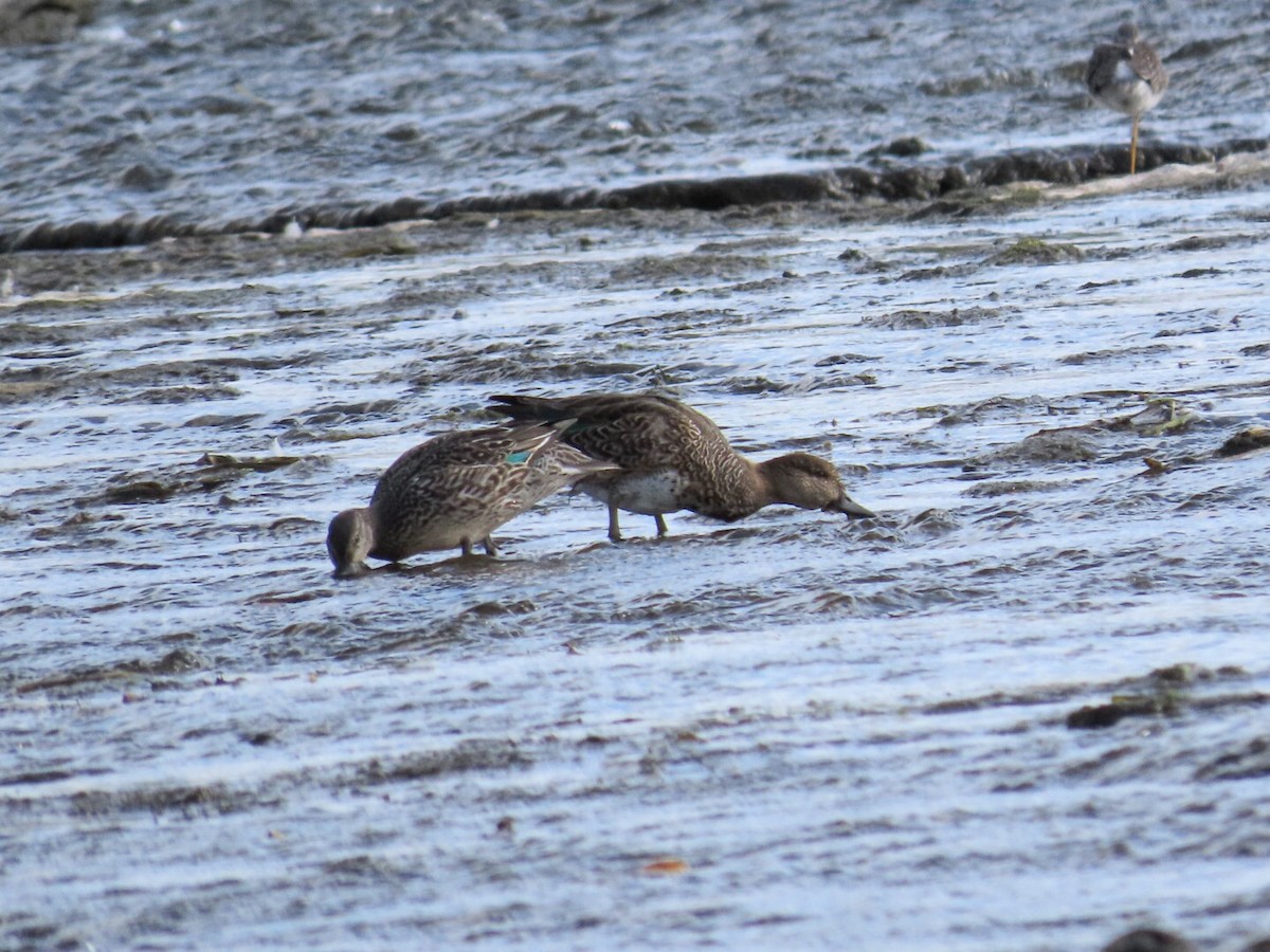 Green-winged Teal - Tania Mohacsi