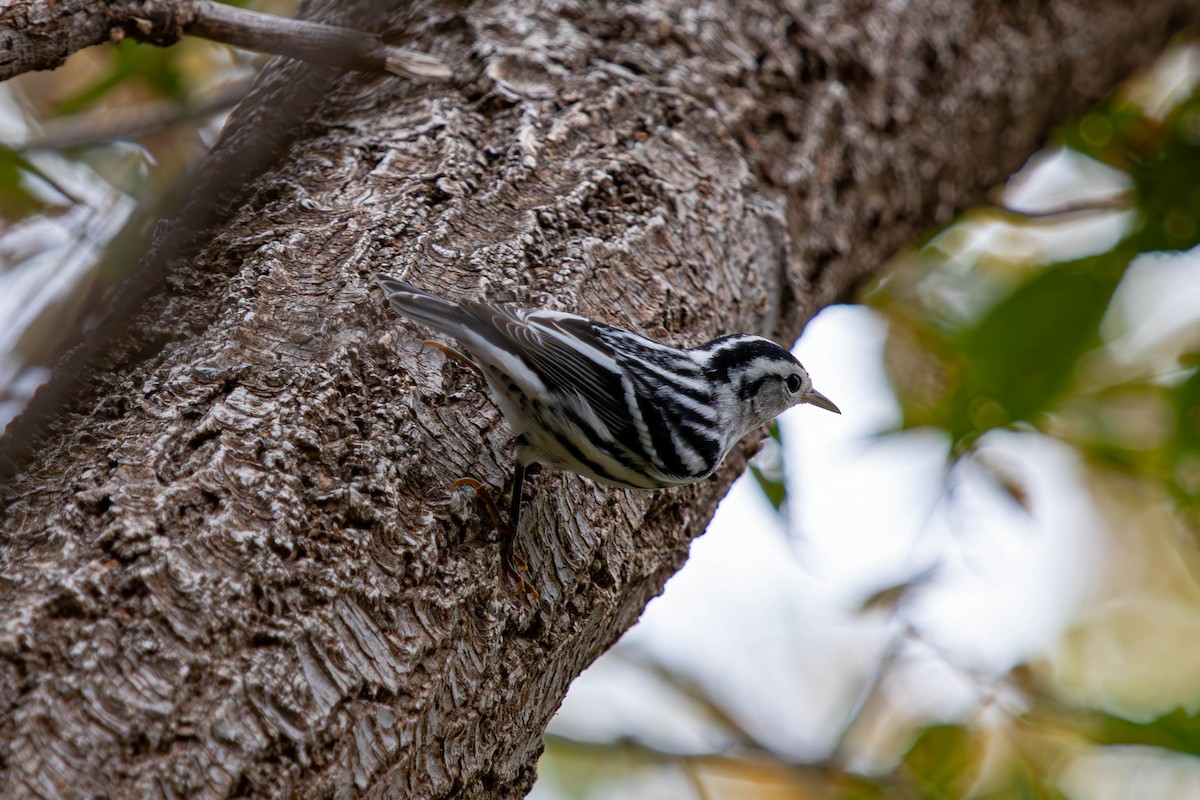 Black-and-white Warbler - ML624041572