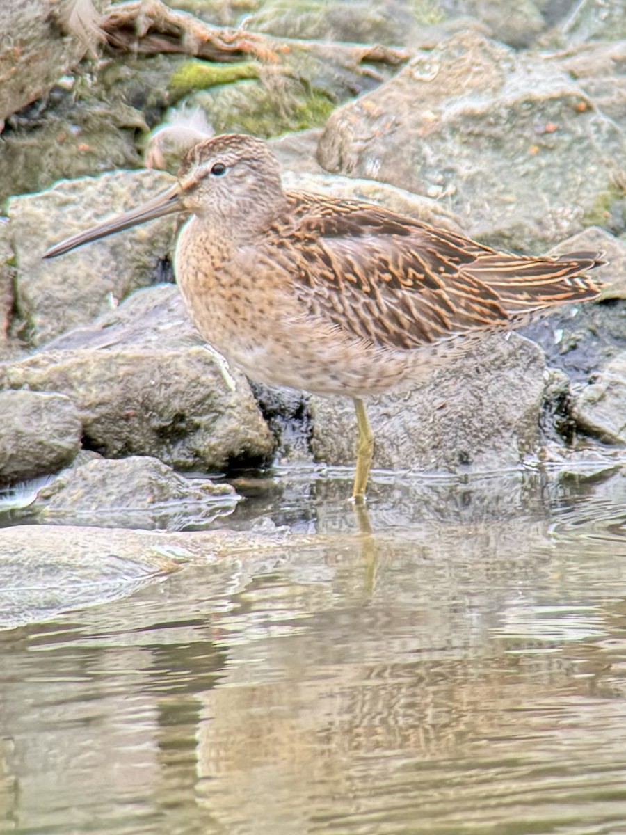 Short-billed Dowitcher - ML624041580