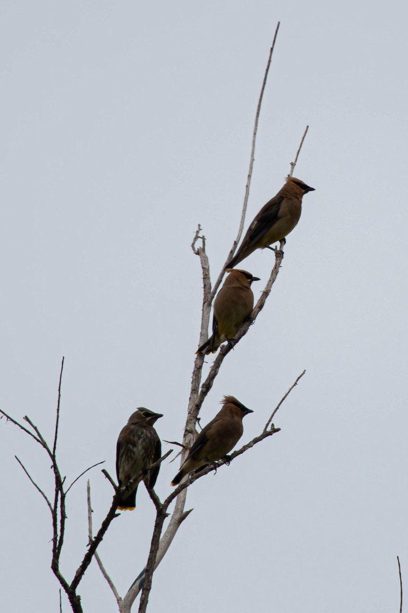 Cedar Waxwing - ML624041600