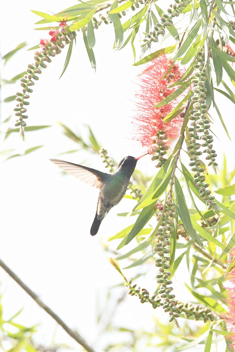 White-eared Hummingbird - ML624041606