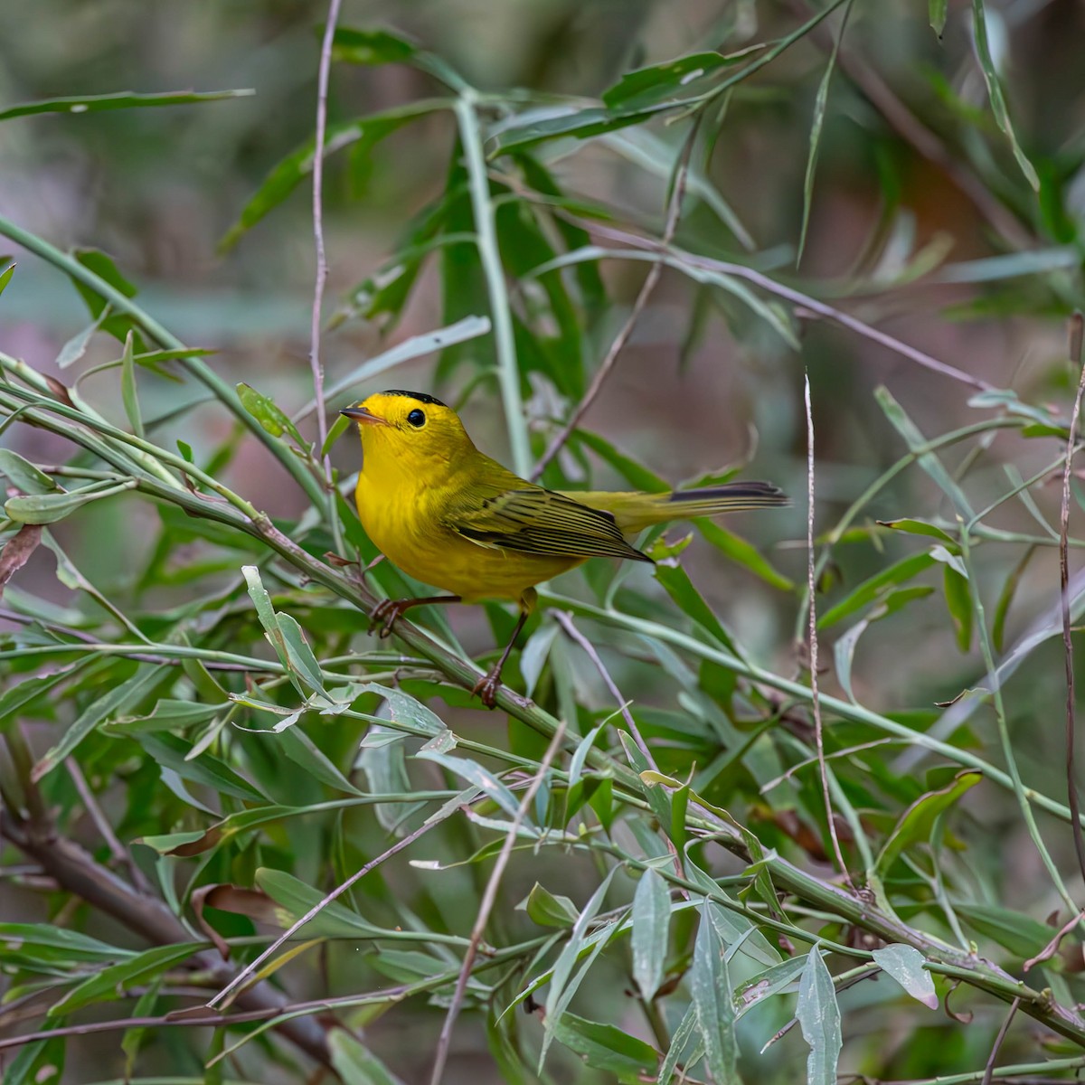 Wilson's Warbler - ML624041610