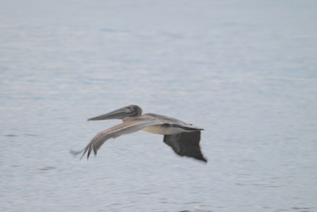 Brown Pelican - ML624041635