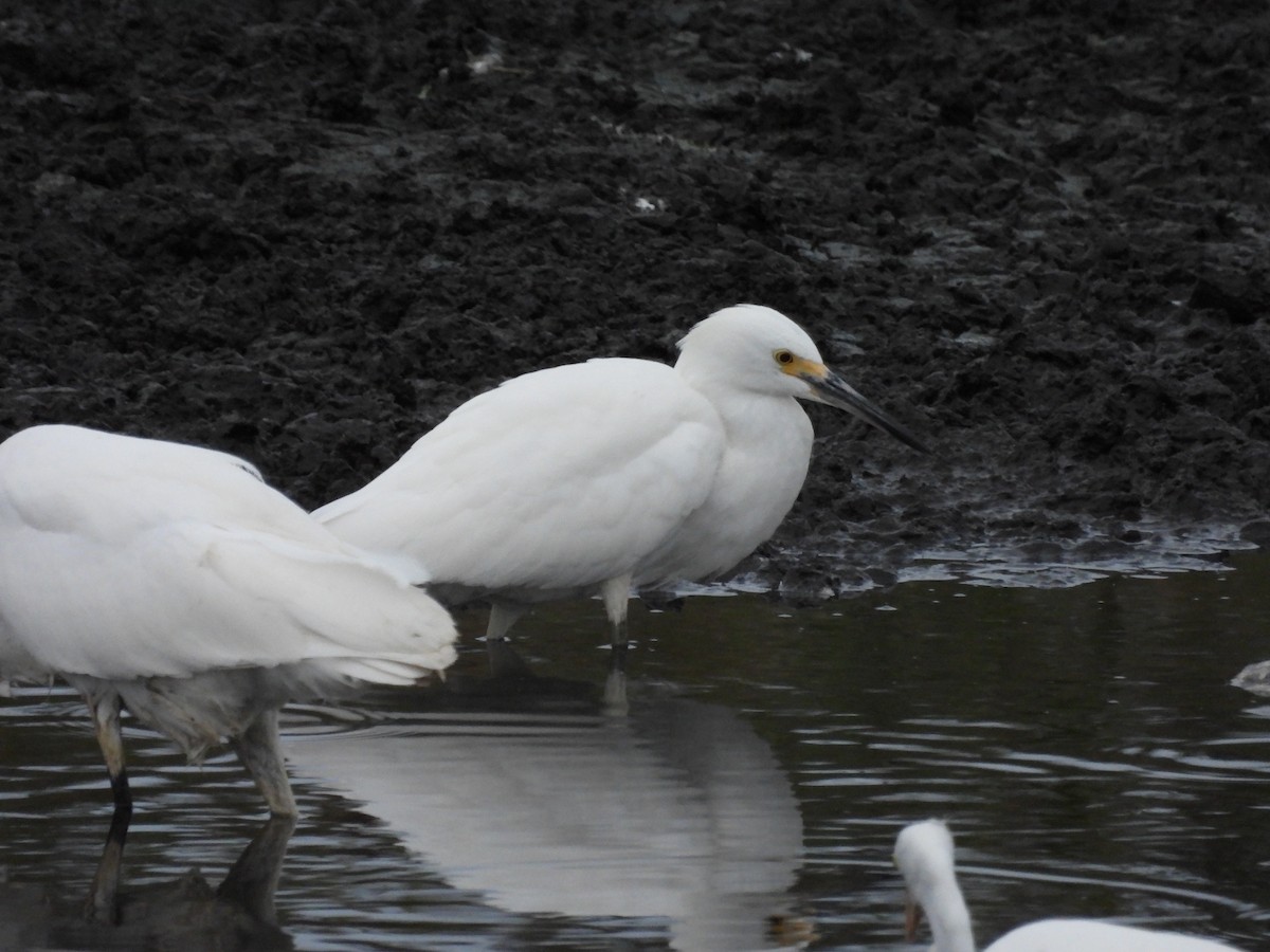 Snowy Egret - ML624041649