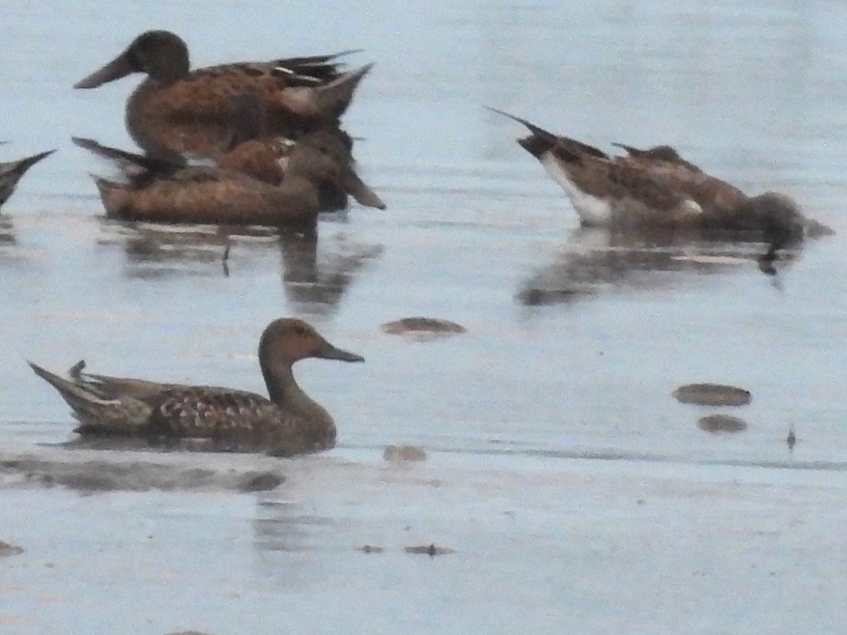 Northern Pintail - ML624041663