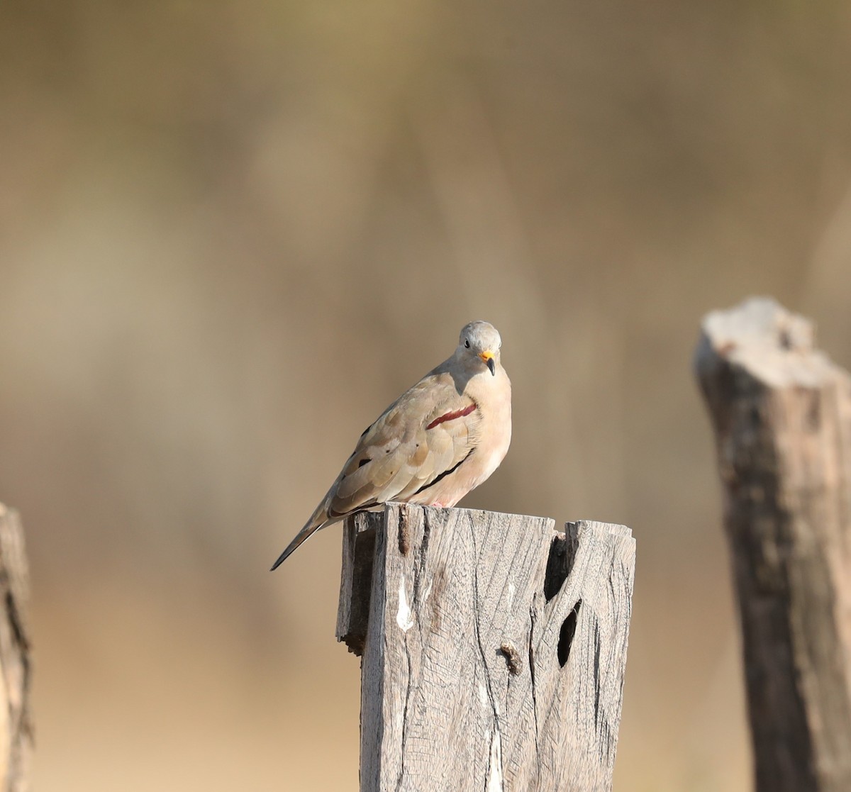 Croaking Ground Dove - ML624041675