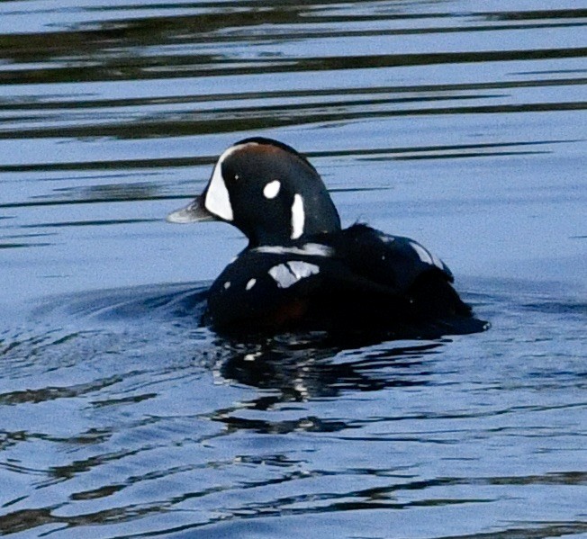 Pato Arlequín - ML624041683