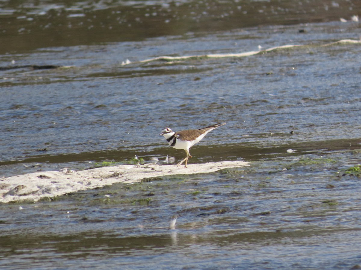 Killdeer - ML624041688